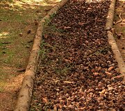 &Scaron;ilelio pažintinis takas