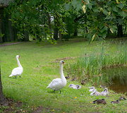 Preilių parke gyvena gulbės, antys, ir kiti pauk&scaron;čiai