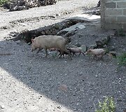 Ekskursija po Likisą