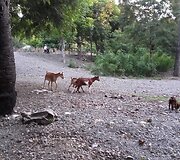 Rytų Timoro provincijos vaizdai