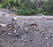Rytų Timoro provincijos vaizdai