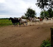 Džakovo žirgai