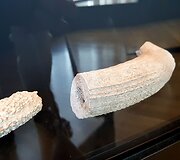 Nupjautas ragas