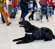 Tarnybinis &scaron;uo oro uoste