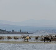 Karvės plaukikės (San Jose de Gracia)