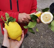 Amalfio Citrinų turas