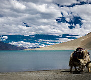 Pangong Lake