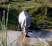 Azijos raganosis Kaziranga safari metu
