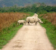 Kaziranga raganosių parkas Indijoje