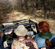 GIR liūtų safaris Indijoje