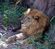 GIR safaris Indijoje Gujarat regione