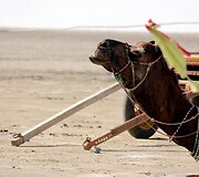 Great rann of Kutch. Kupranugarių safaris Indijoje