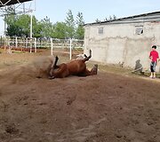 Turkmėnistano arklidės