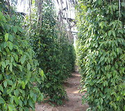 Kambodžos pipirų plantacijos