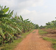 Kambodžos pipirų plantacijos