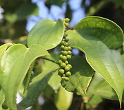 Kambodžos pipirų plantacijos