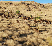 Simieno kalnai