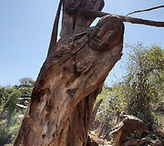 Konso gentis