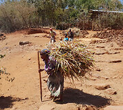 Konso gentis