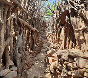 Konso gentis