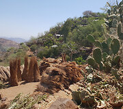 Konso gentis