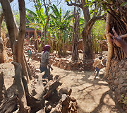 Konso gentis