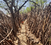 Konso gentis
