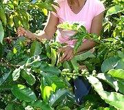 Kavos plantacija Kolumbijoje