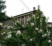 Cenova