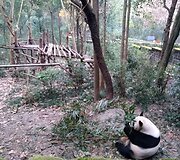 Panda Chengdu