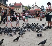 Balandžiai Sarajeve