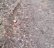 Motociklais i&scaron;važinėtas Kudinų piliakalnis ir jo apylinkės