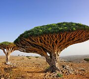Sokotra