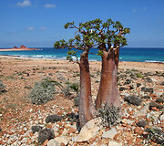 Sokotra