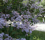 Neįprastai kar&scaron;tas pavasaris Novosibirske