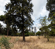 Beirutas, Libanas