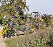 Moliūgas-karieta &Scaron;iaulių botanikos sode