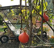Moliūgas-karieta &Scaron;iaulių botanikos sode