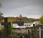 Bernardinų kapinėse kertami medžiai