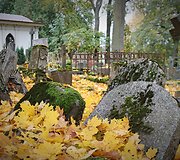 Bernardinų kapinėse kertami medžiai