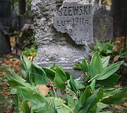 Bernardinų kapinėse kertami medžiai