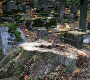 Bernardinų kapinėse kertami medžiai