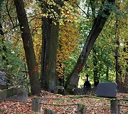Bernardinų kapinėse kertami medžiai