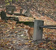 Bernardinų kapinėse kertami medžiai