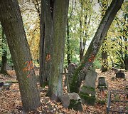 Bernardinų kapinėse kertami medžiai