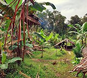 Korowai genties namai