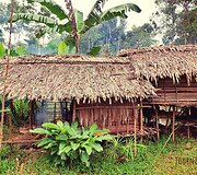 Korowai genties namai