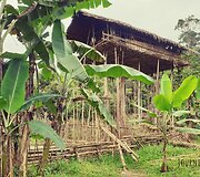 Korowai genties namai