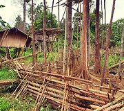 Korowai genties namai