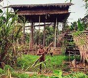 Korowai genties namai
